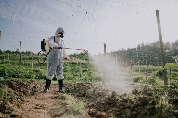 Best Ant Control Services  in Chula Vista, TX