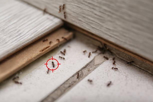 Best Exterminator Services  in Chula Vista, TX