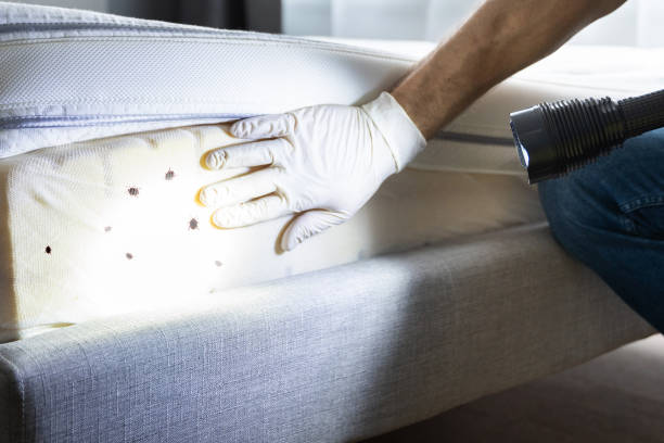 Best Cockroach Control Services  in Chula Vista, TX