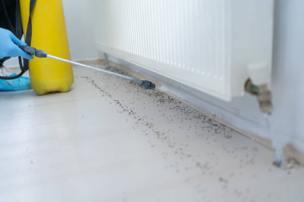 Best Insect Control  in Chula Vista, TX