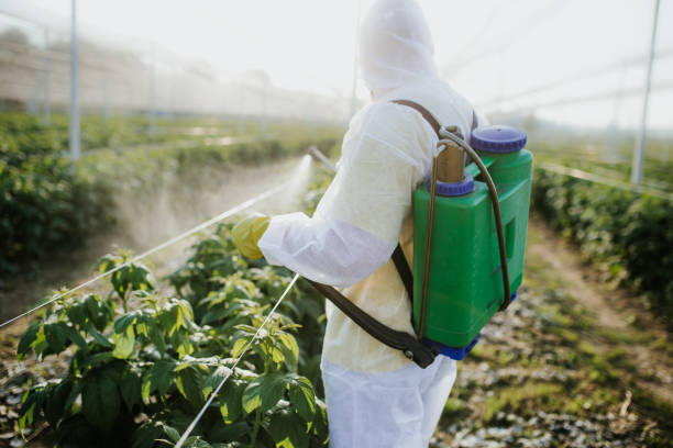 Wasp Removal Services in Chula Vista, TX